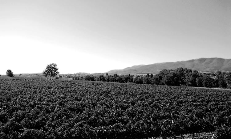 Small-batch Italian Wines? Smart! Small-batch Italian Wines? Smart!