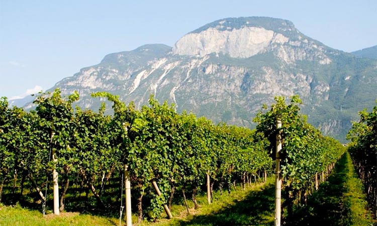 castelfeder-pinot-grigio-vineyard