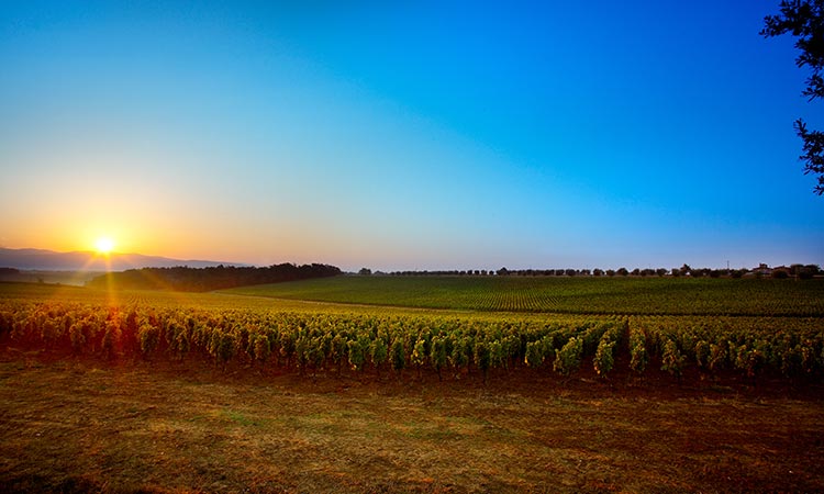 avignonesi vineyard tuscany